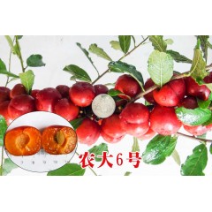 農(nóng)大鈣果苗木農(nóng)大4號、農(nóng)大6號、’‘農(nóng)大7號’樹苗【郵政發(fā)貨、10棵起發(fā)貨】