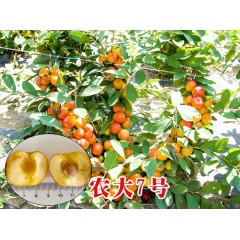 農(nóng)大鈣果苗木農(nóng)大4號、農(nóng)大6號、’‘農(nóng)大7號’樹苗【郵政發(fā)貨、10棵起發(fā)貨】